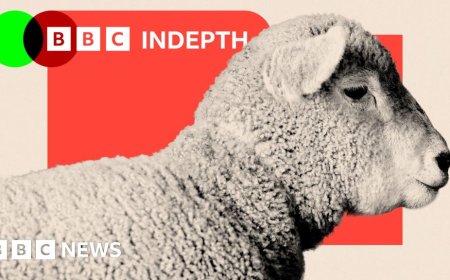 Sheep are disappearing from our hills - and our dinner plates