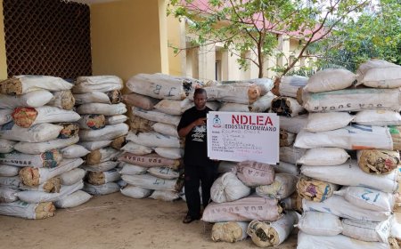 Major Drug Raids Across Nigeria: NDLEA Captures Kingpins, Intercepts Shipments